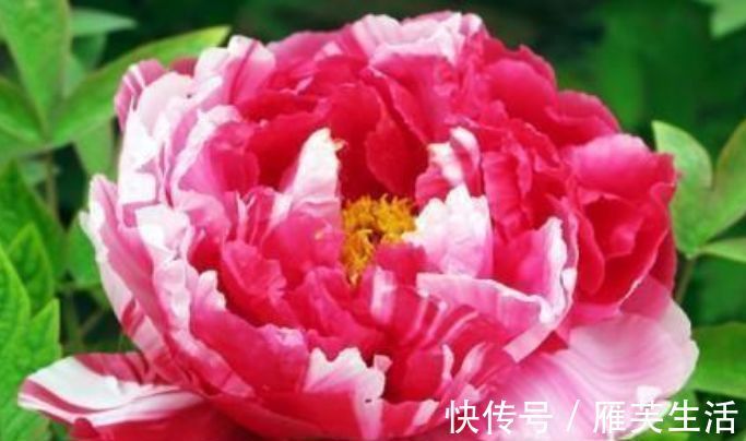 阳台养上4种花，阳台美成花园，漂亮花朵，开的最灿烂