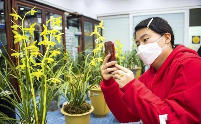 实用|兰花、君子兰四季最全养护宝典,系统掌握,科学实用