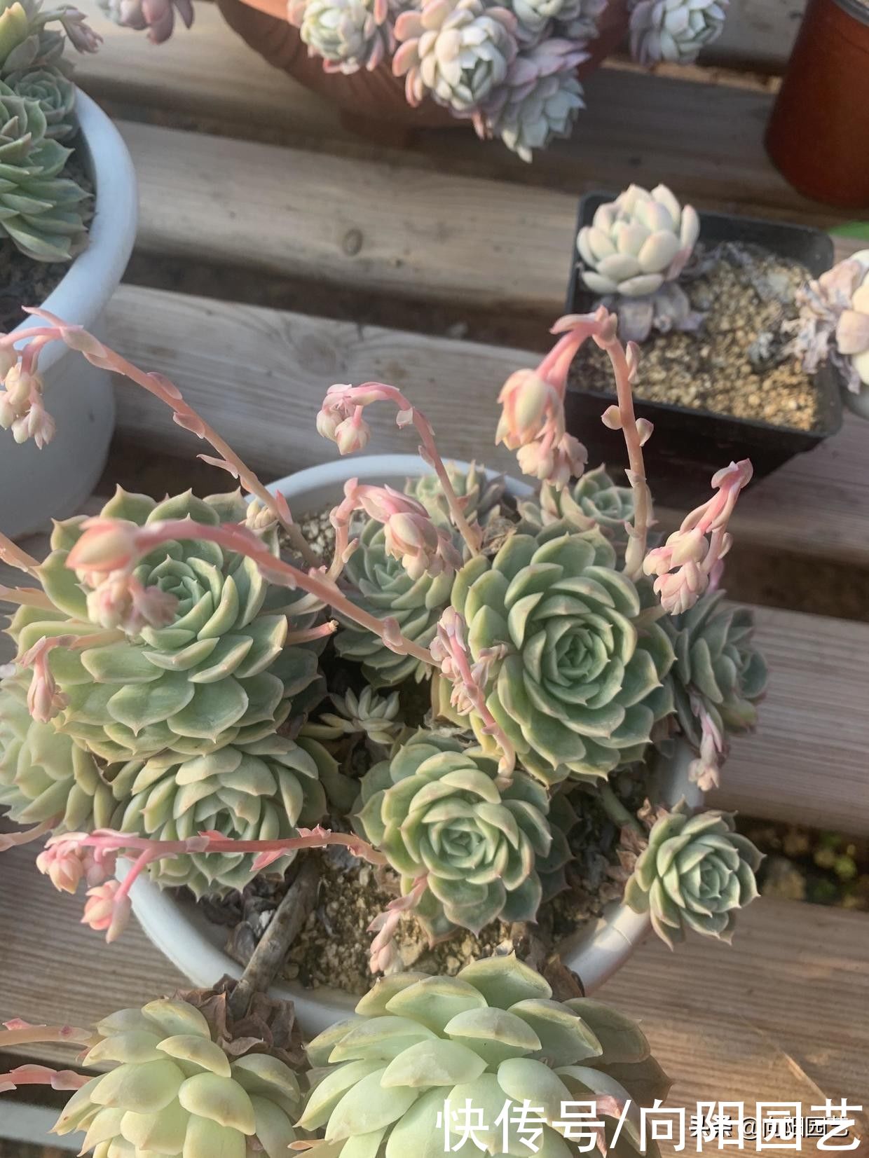 枯萎|夏天高温，多肉能不能买？当然可以买，种好以后别着急浇水