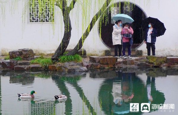 江苏苏州春花雨中绽放显别样韵味