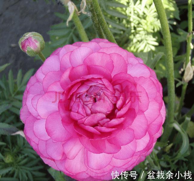 这种花,把根扔在土里就能活,一根能发十盆