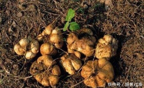 维生素C|农村野生的“神仙果”,控制血压、治头晕失眠,你值得拥有