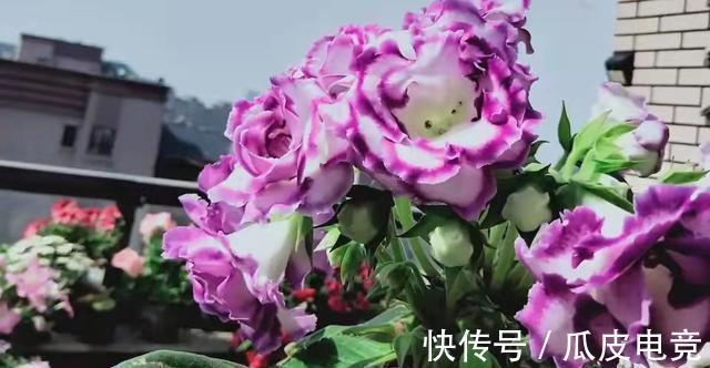 散光|这4种漂亮的花,有点散光就能开得灿烂,天冷也不怕