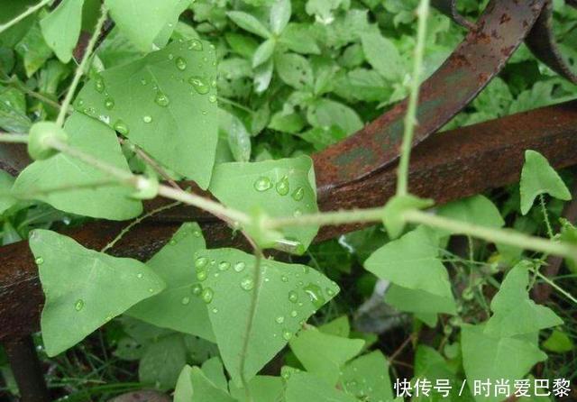 农村叫“蛇倒退”的野草，长有倒刺叶子能吃还能止痒，你认识吗？