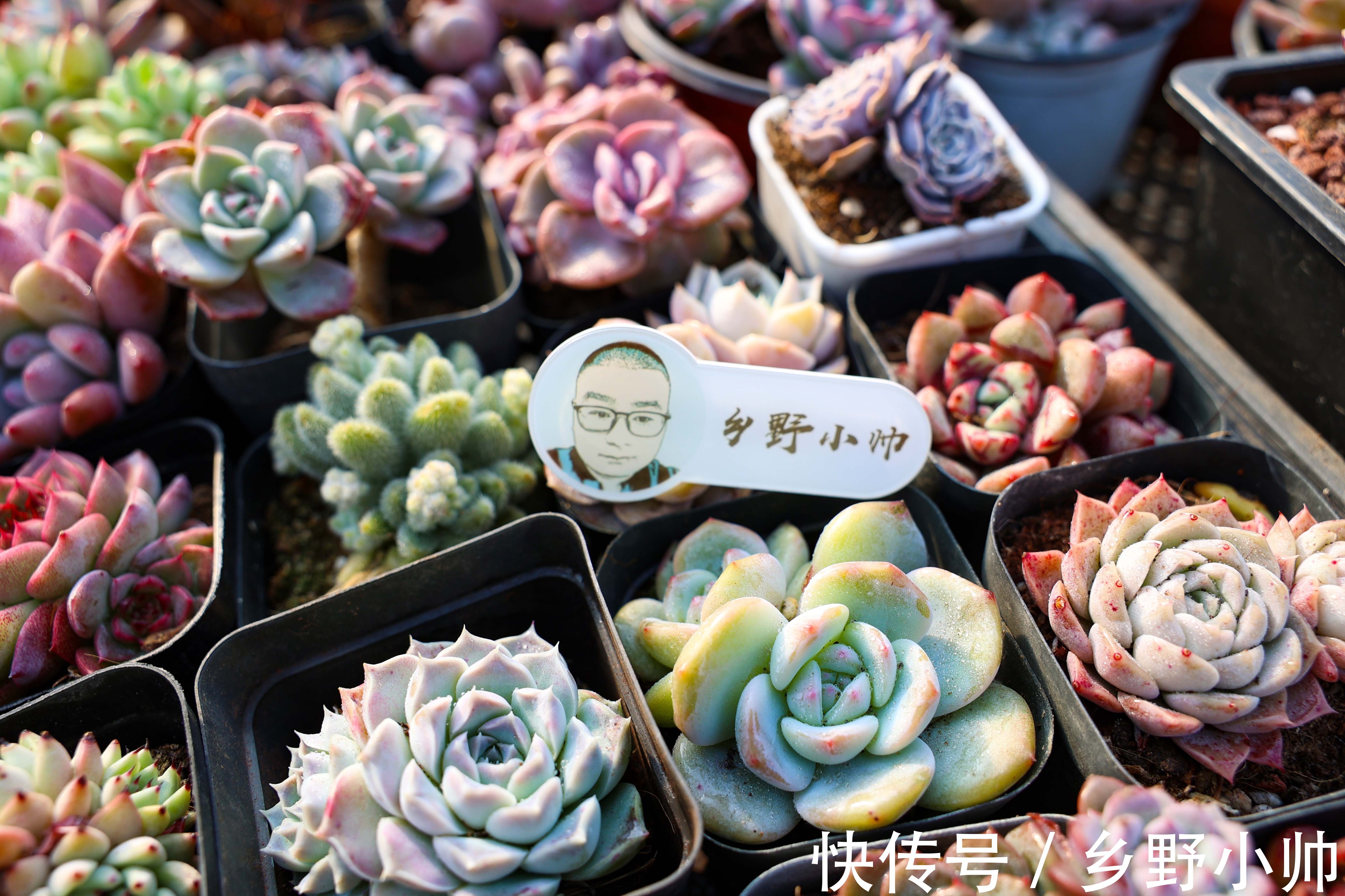 多肉叶片干瘪都是什么原因?从5点下手养护,收获冬季美肉