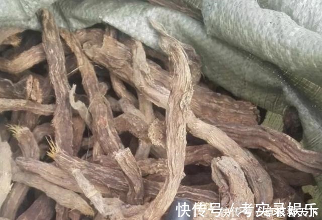 植株|在路旁,有1种“千年健”叶片大,比车前草奇特,更是珍贵、值钱