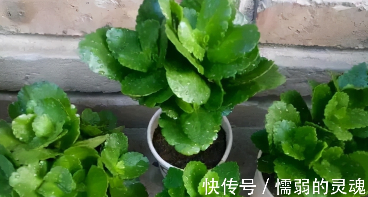 营养土|12月“扦插”3种花,明年春天就长花苞,超值