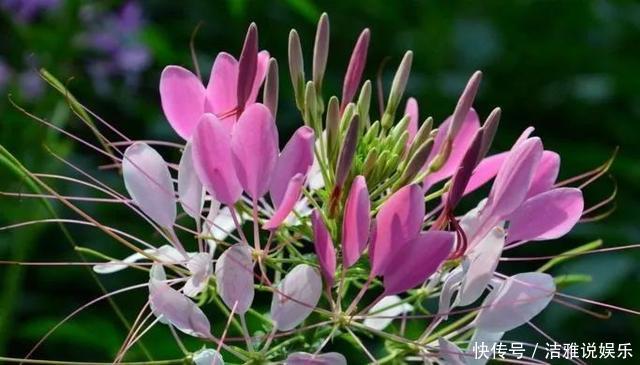 阳台|夏天养花就要养它们,放在阳台狠狠晒,天天开成小花园!