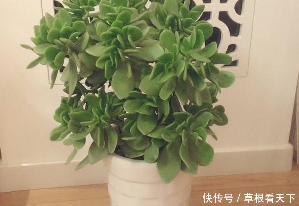 玉树冬天这么养，不掉叶不烂根，越长越高，叶片肥厚绿的闪光