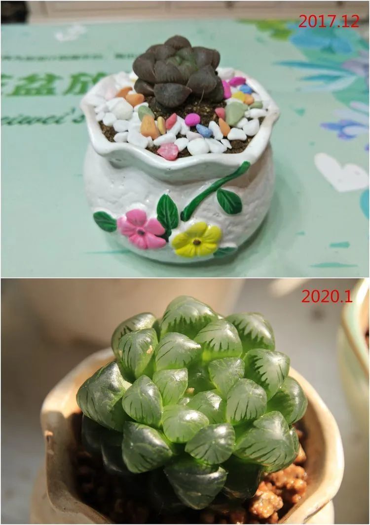 每次的剁手都是忍无可忍,无需再忍!买买买!静待肉美!