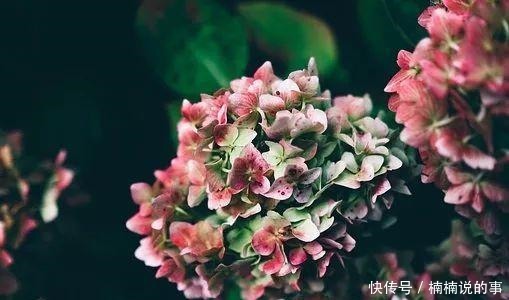 绣球花蔫了怎么办做好这几点，让绣球花花开满盆！