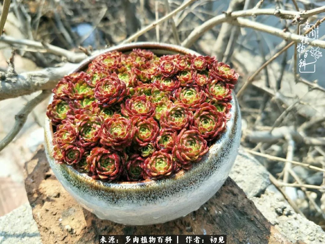 养多肉四周年，从初见到爱恋！幸福一直藏在浅薄的日子里！