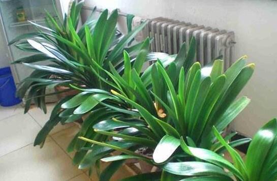 给君子兰盆里,丢一点这个,叶子又绿又亮,一年开花两次