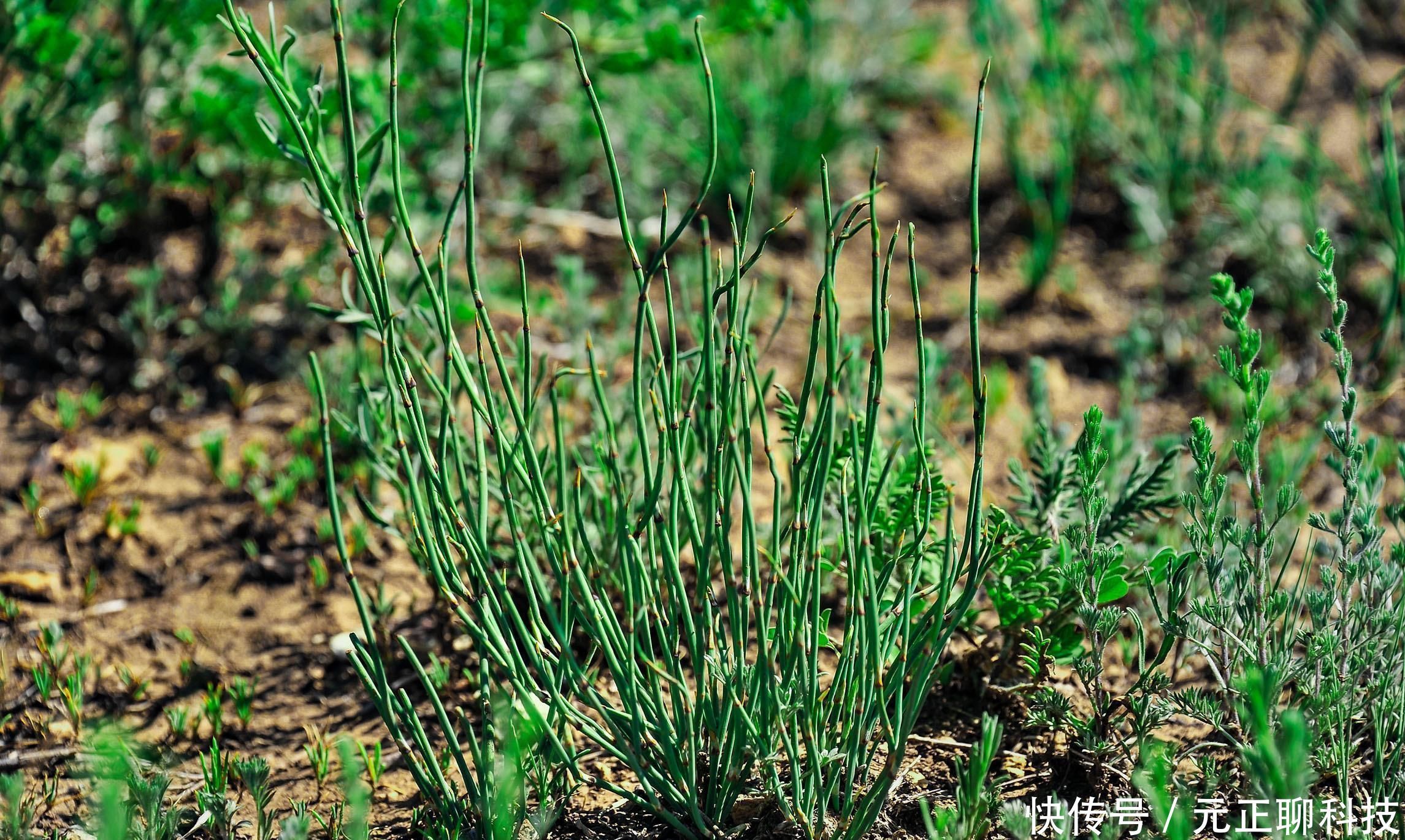 入药|此物人称“虎狼之药”,却也是中医常用之药,伤寒症非此药不能除