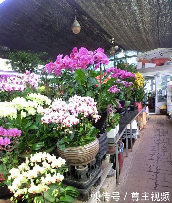 6种“热门”年宵花,个个喜庆吉利,雍容大气,颜值高,寓意好!