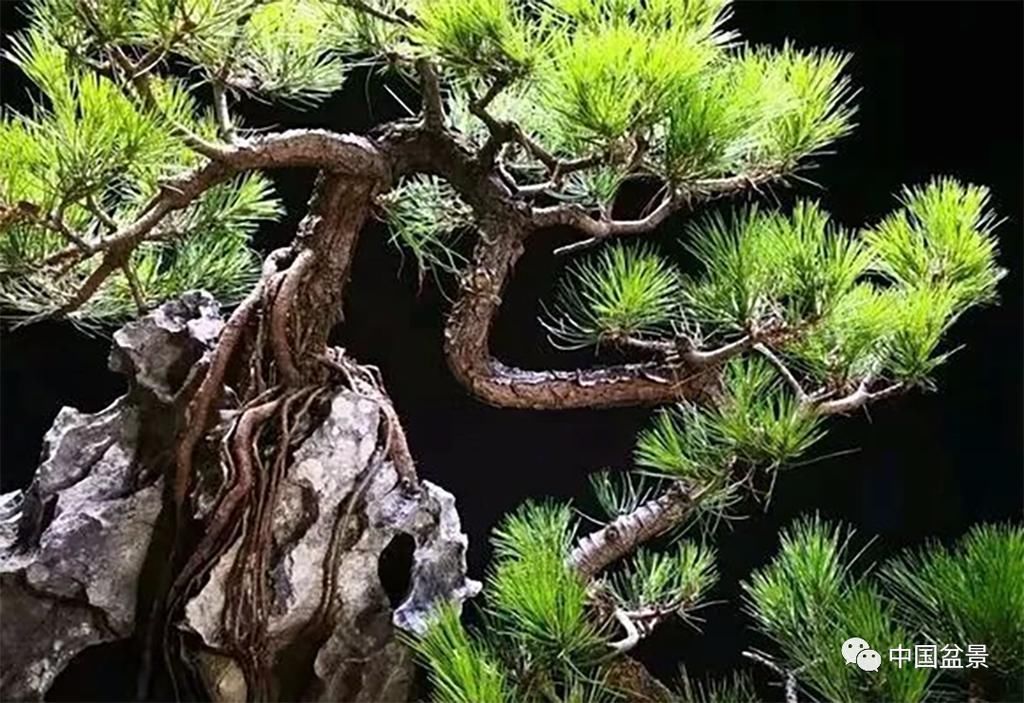 极品附石山松盆景,见过的人都忍不住竖起大拇指!