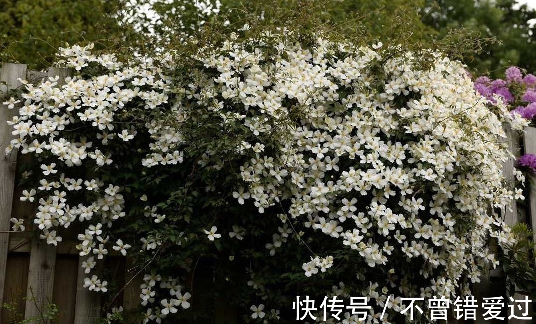 4种耐寒的花卉,零度以下也能活!低温区也可以养花了