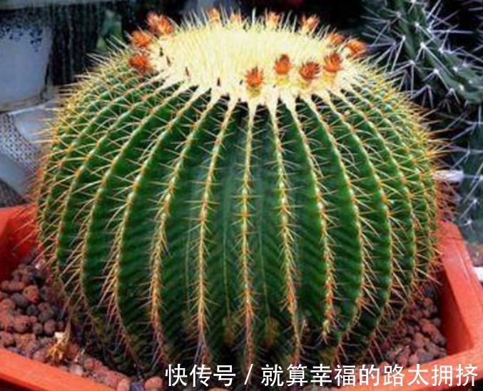 4种花被称“有钱花”，财运、福运滚滚来，不易生病好养护