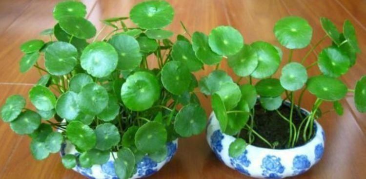 种花|卫生间有异味,就养4种花,耐阴吸异味,养在卫生间高大尚