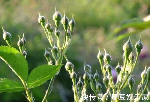 月季花不好养那是养的方法不对,浇“神奇药水”一株能长30花苞