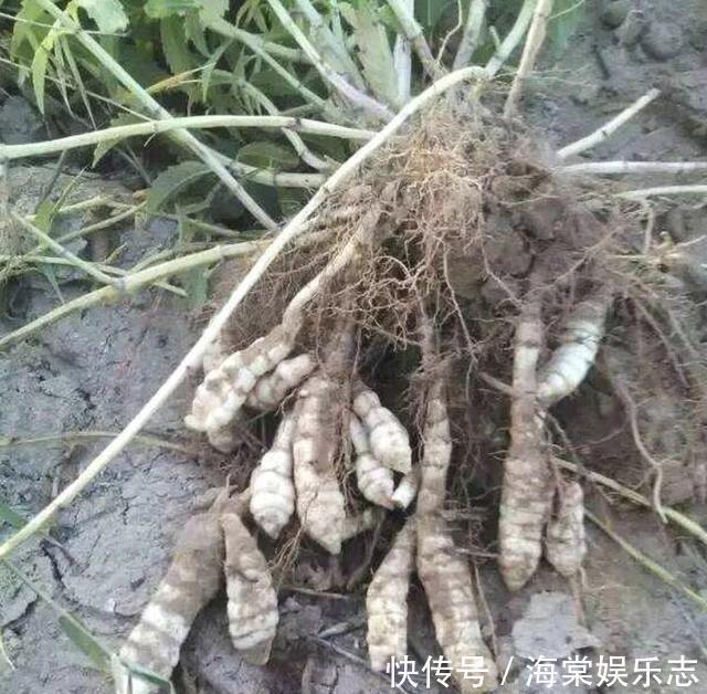 农田里,生长着1种“杂草”,人称“地环”,1公斤“70元”,珍贵