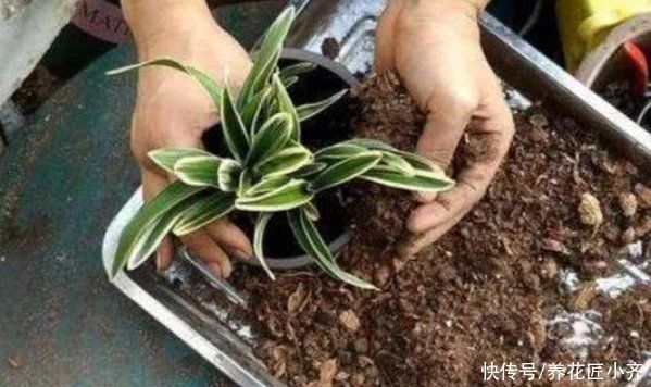 养花总烂根怎么办?预防是关键,做好这7点,想烂根都难