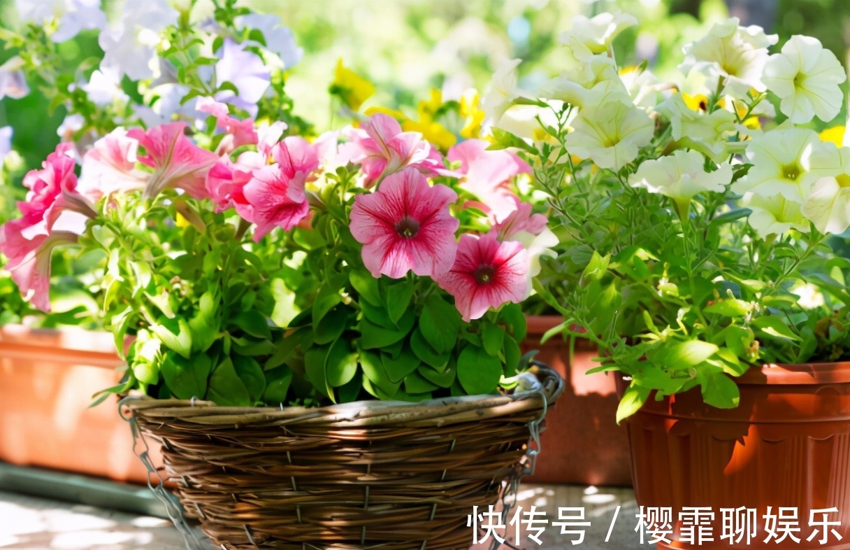 天竺葵|养花“贵精”不在多,养上这“3种”,谁看了都喜欢