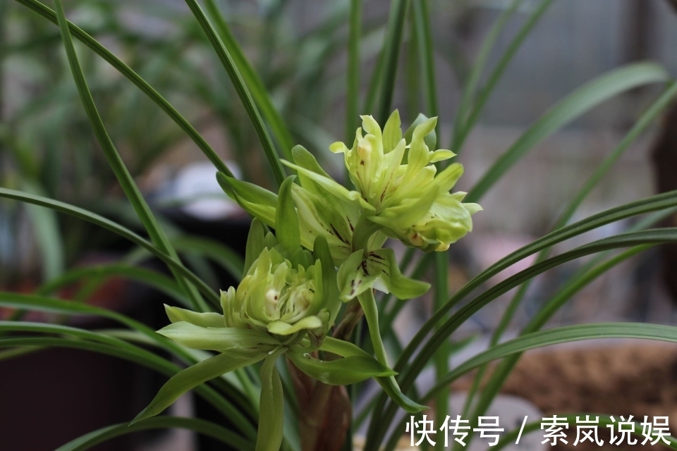 兰花植株根系腐烂而没有根了还能长出来吗兰花新苗上盆焦尖咋办