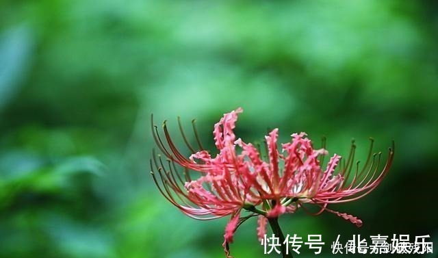 忘川@“彼岸花开开彼岸,忘川河畔亦忘川”4首古诗词,让我忘了你!