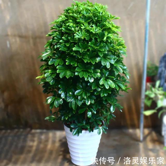 3种花自带“财气”，家里养一盆，财源广进、日子越来越红火