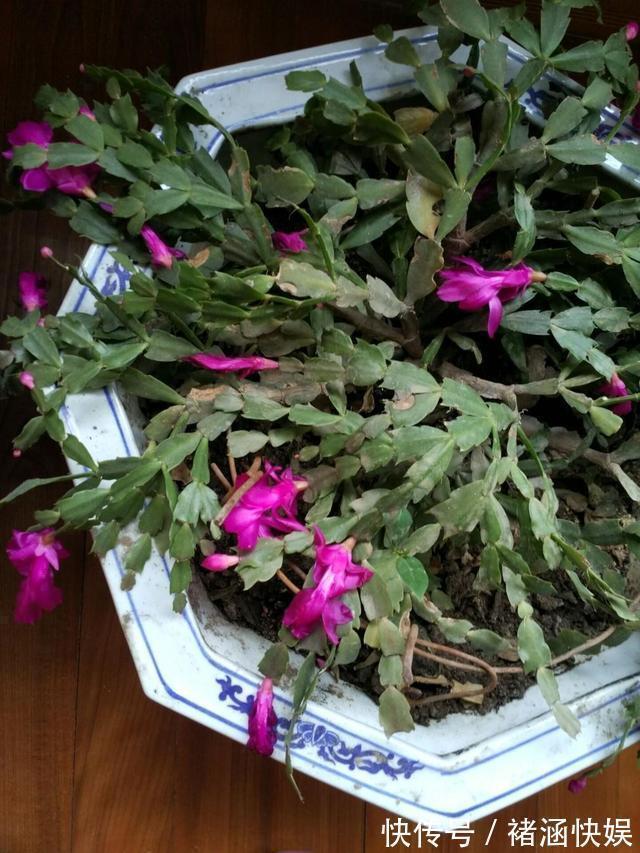 蟹爪兰|蟹爪兰过了休眠期,叶子发红软塌塌,找到病因还能救回来