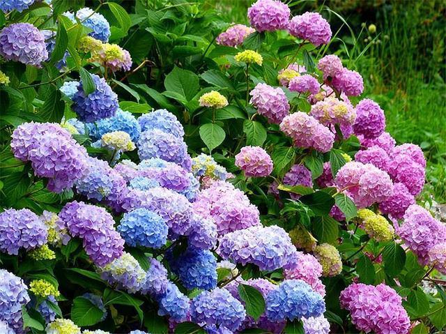 绣球花开爆了,花后早做2件事,枝繁叶茂长得壮,来年开成大花球