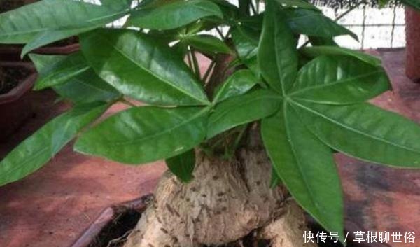 天气暖和了,你家的发财树该剃头了吧,一定要做好三件事