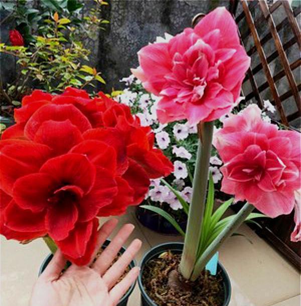 蟹爪兰|八月适合入手“6种花”，好养又漂亮，天气转凉更利于开花