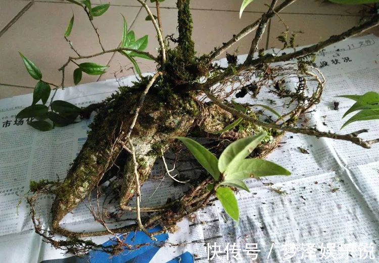 农村一种植物，人称“叶上花”，盆栽很漂亮，跌打损伤，胃疼可用