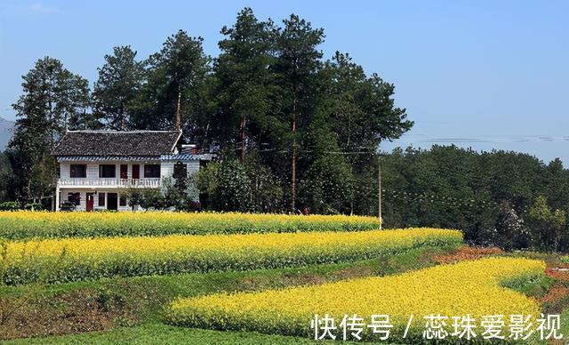 中医界|这种路边常见的野草,却是中医界的“宝”,清肺止咳、降压有奇效