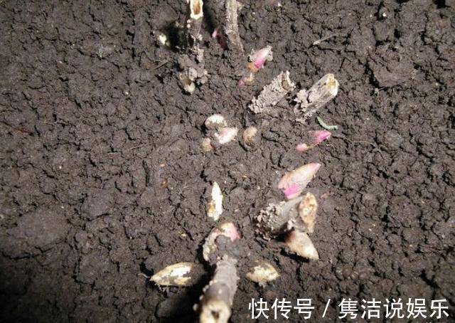 一段时间|婆婆10块钱买了盆彼岸花,一段时间长成这样,全家人都笑喷了!