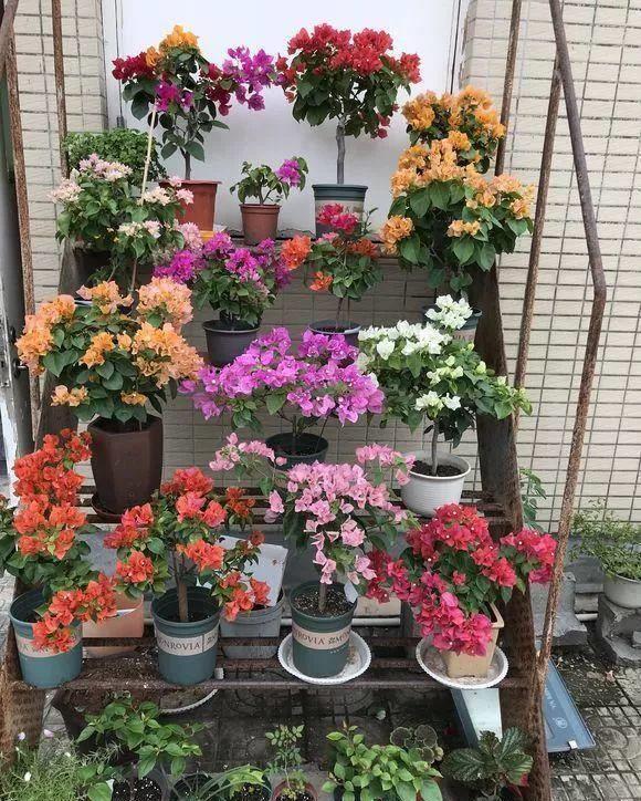 大太阳|夏天养花,就养“耐晒花”,越晒花越香,阳台变花海