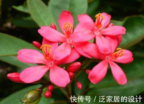 从8月31日开始 家养此款花卉 花色柔美 开花色泽鲜艳 粉紫色 从8月31日开始 家养此款花卉 花色柔美 开花色泽鲜艳 粉紫色