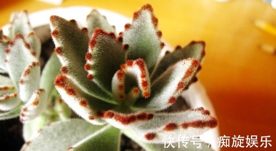 静夜|养什么多肉好6种好看好养又不贵的多肉,美成一道风景线!