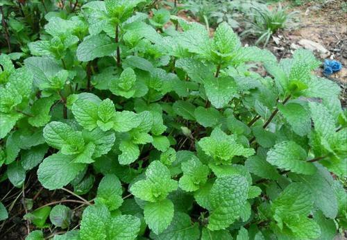 种花|3种花很强悍,盆栽容易爆盆,地栽需三思,泛滥成灾难清除