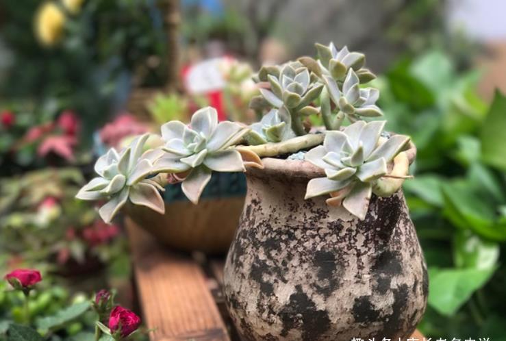 多肉胧月和蒂亚都适合新手,但一个特别好养,一个难上色却颜值高