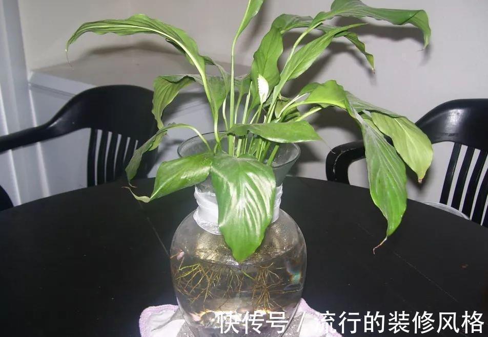 养花|没有花盆,怎么养花?解决方法有3种,你知道吗?