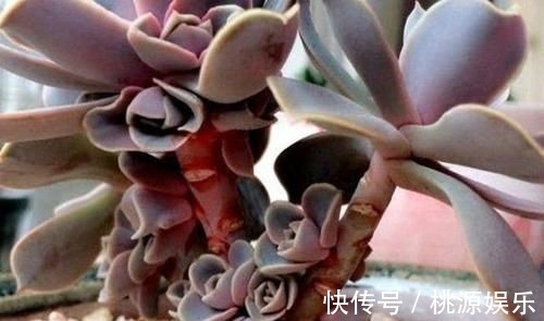 多肉没状态，三动作“虐一虐”，催出缀化感，养成老桩值上万块