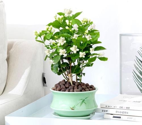 茉莉花花苞少怎么办？4步照着做，花苞窜不停