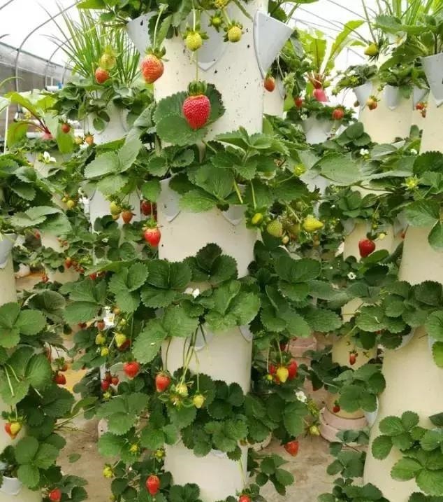 草莓这么贵就别买了，自己种一盆，1招让草莓又大又甜！