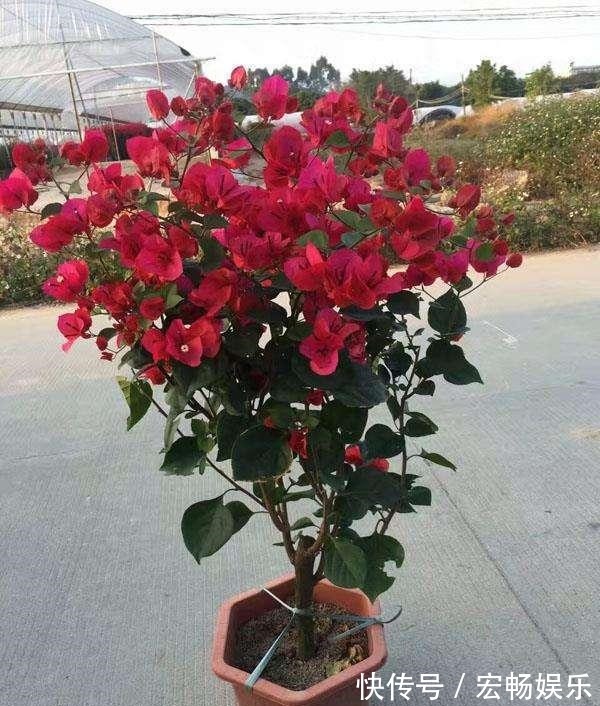 三角梅盆景开花落败,抓紧时间修剪一番,再次开花很简单