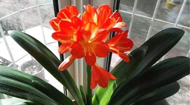君子兰|君子兰迟迟“不开花”,埋上几块“它”,根壮叶多,开满花,喜庆
