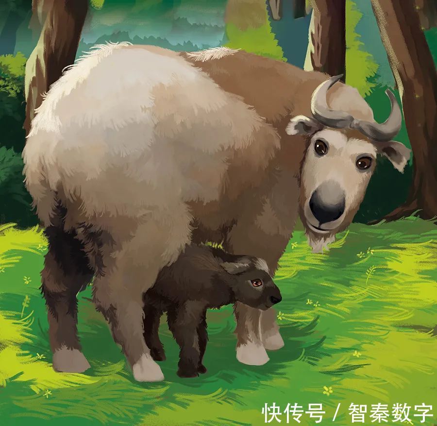 两米高|人与自然和谐共生教育:羚牛(上)