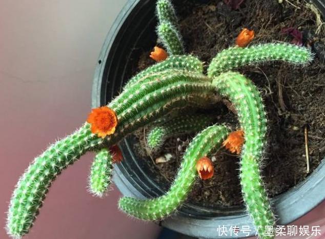 仙人掌|这3款植物虽其貌不扬,室内盆栽,却能让家里变成“天然氧吧”